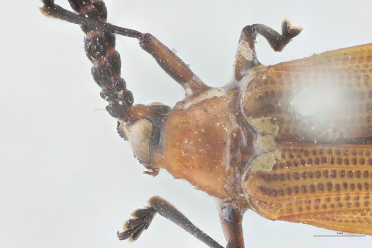 Xenochalepus apicipennis T Head-Close-Up.jpg