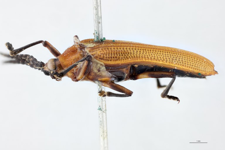Xenochalepus apicipennis T L.jpg