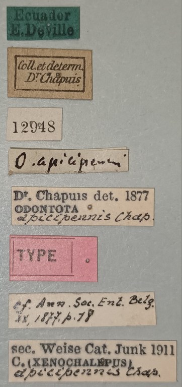 Xenochalepus apicipennis T Labels.jpg