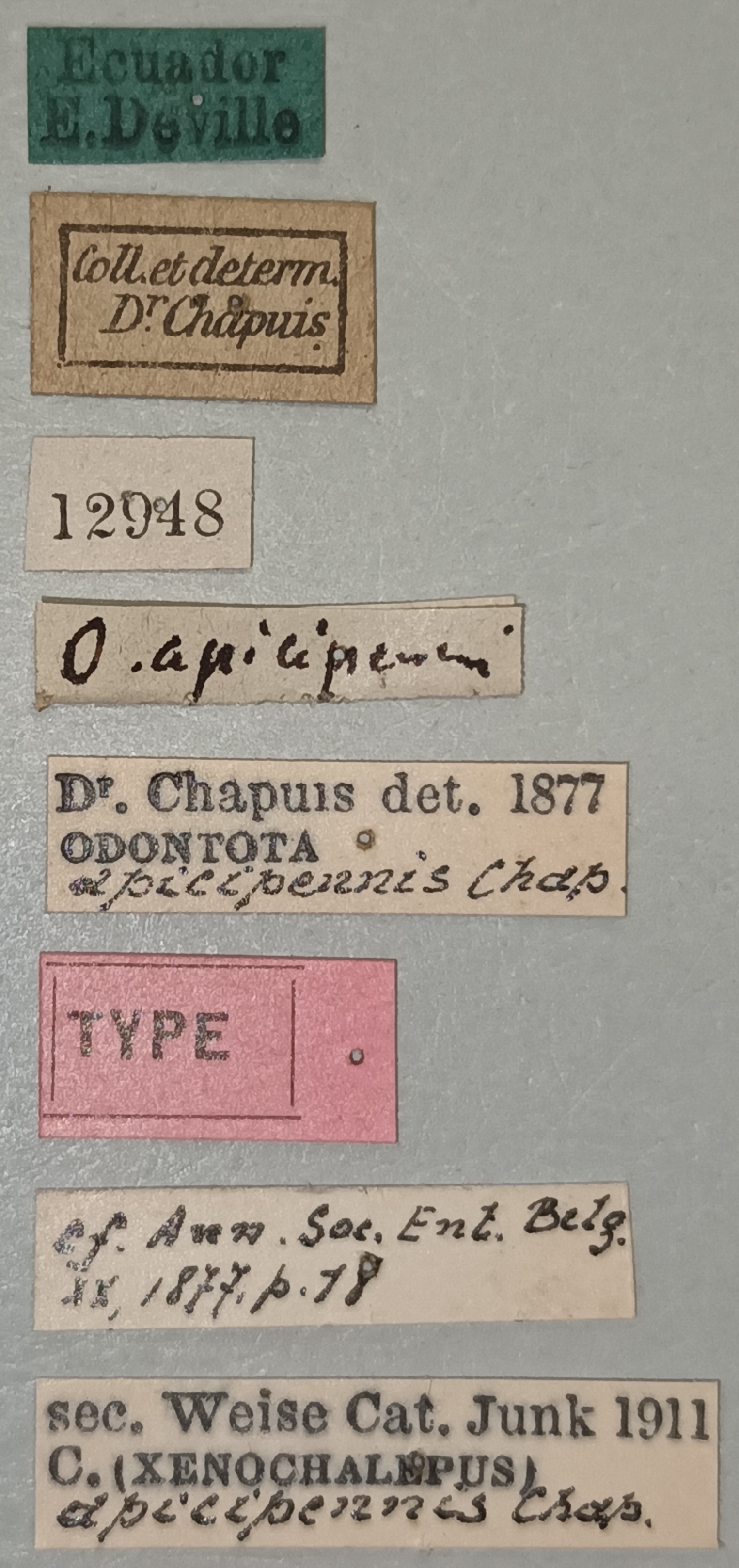 Xenochalepus apicipennis T Labels.jpg
