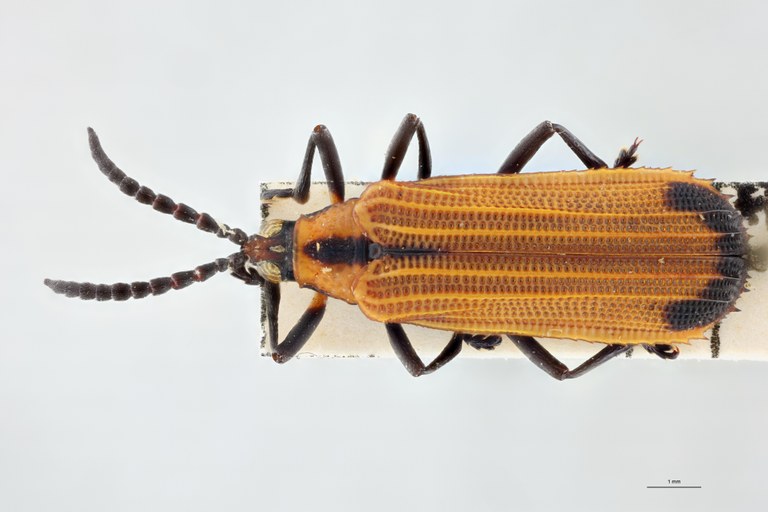 Xenochalepus apicipennis lunatus F Pt D.jpg