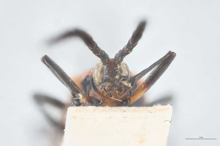 Xenochalepus apicipennis lunatus F Pt F-V.jpg