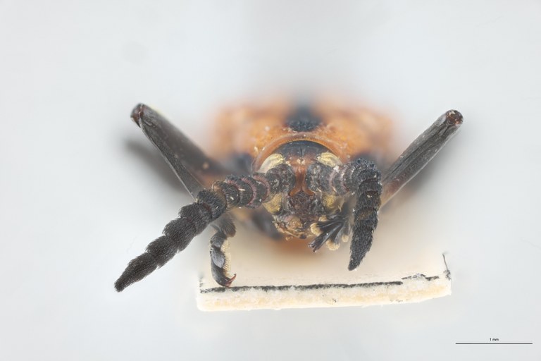 Xenochalepus apicipennis lunatus F Pt F.jpg