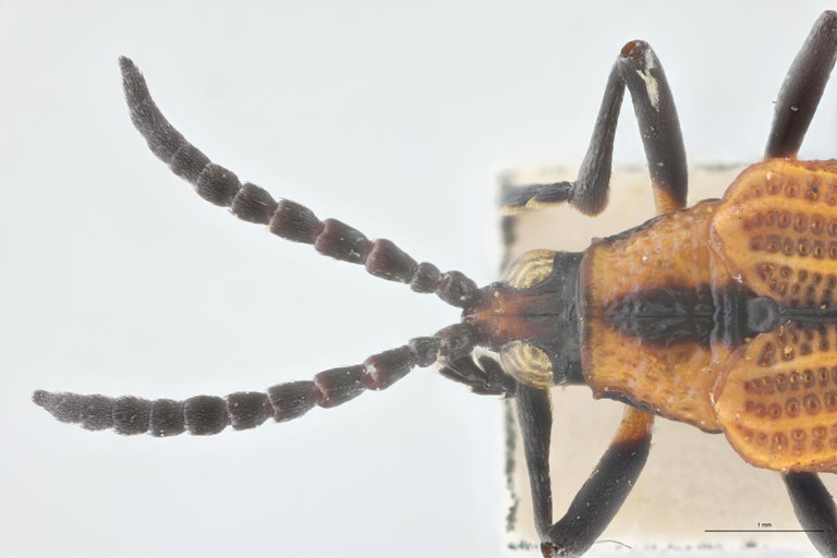Xenochalepus apicipennis lunatus F Pt Head-Close-Up.jpg
