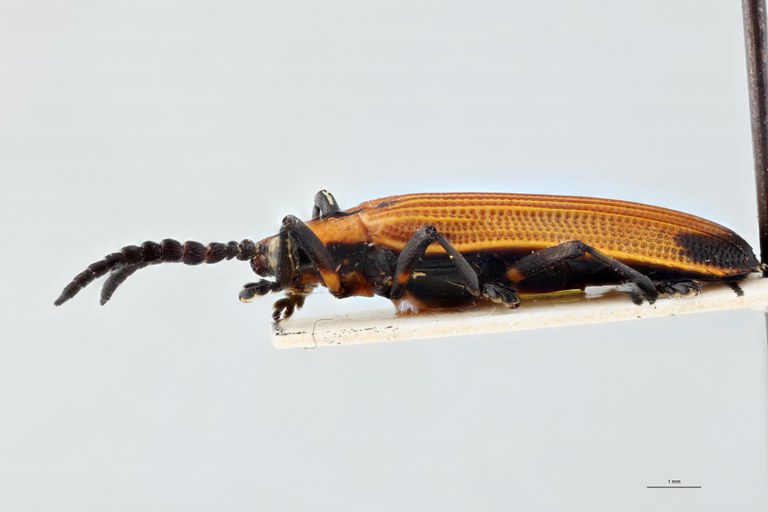 Xenochalepus apicipennis lunatus F Pt L.jpg