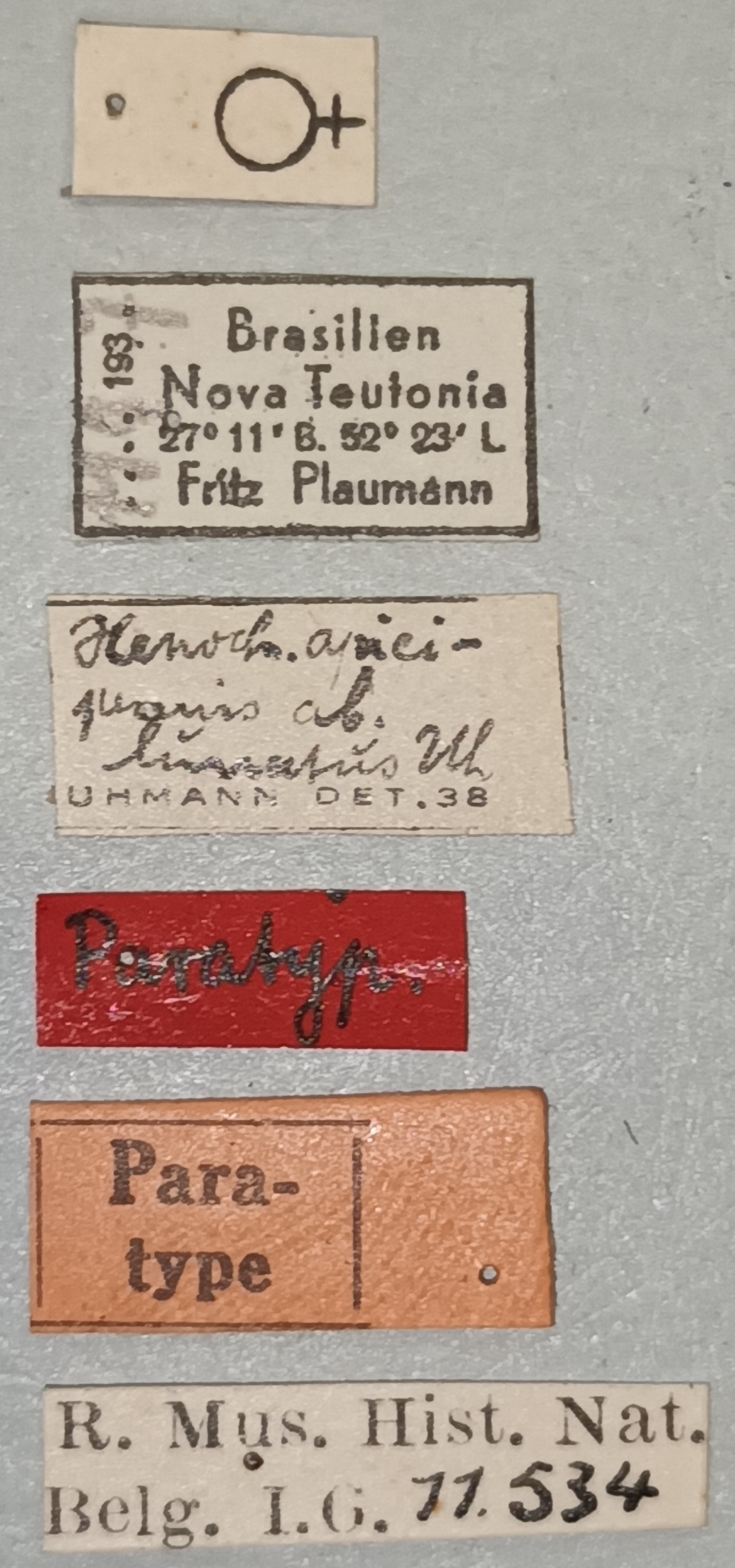 Xenochalepus apicipennis lunatus F Pt Labels.jpg