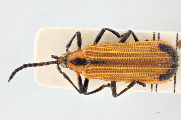 Xenochalepus apicipennis lunulatus F Pt D.jpg