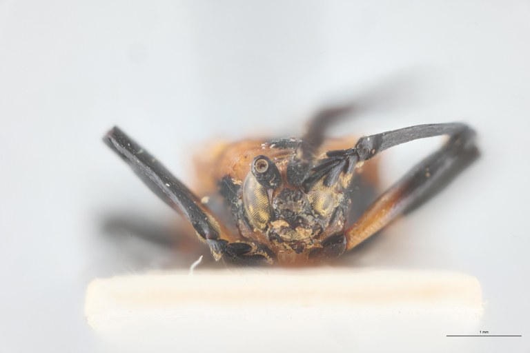 Xenochalepus apicipennis lunulatus F Pt F-V.jpg