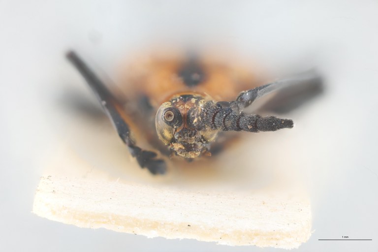 Xenochalepus apicipennis lunulatus F Pt F.jpg