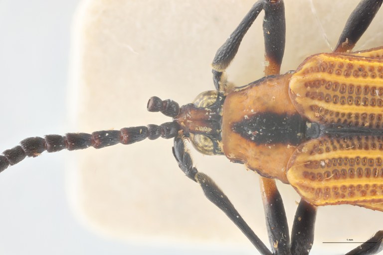 Xenochalepus apicipennis lunulatus F Pt Head-Close-Up.jpg