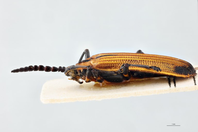 Xenochalepus apicipennis lunulatus F Pt L.jpg