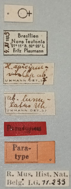 Xenochalepus apicipennis lunulatus F Pt Labels.jpg