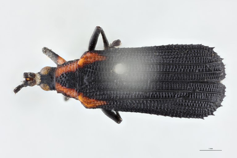 Xenochalepus atriceps Plt D.jpg