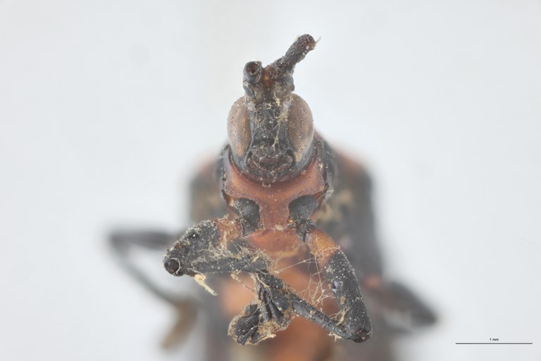 Xenochalepus atriceps Plt F-V.jpg