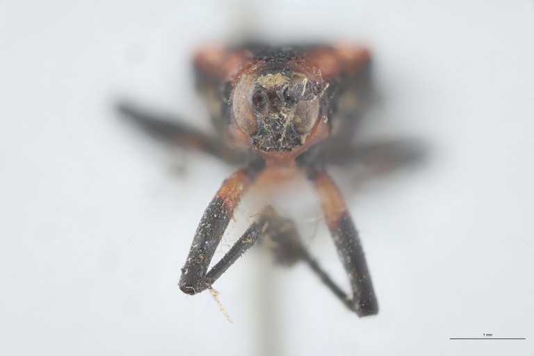 Xenochalepus atriceps Plt F.jpg