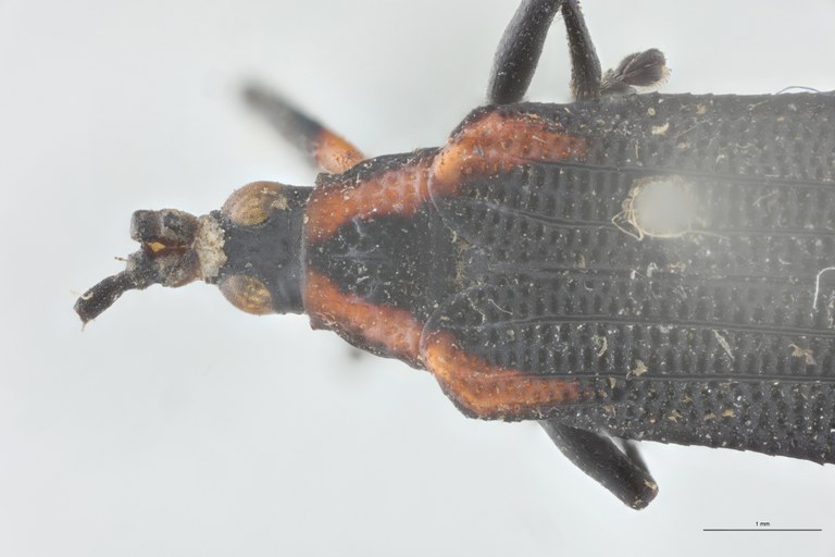 Xenochalepus atriceps Plt Head-Close-Up.jpg