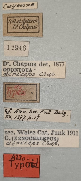 Xenochalepus atriceps Plt Labels.jpg