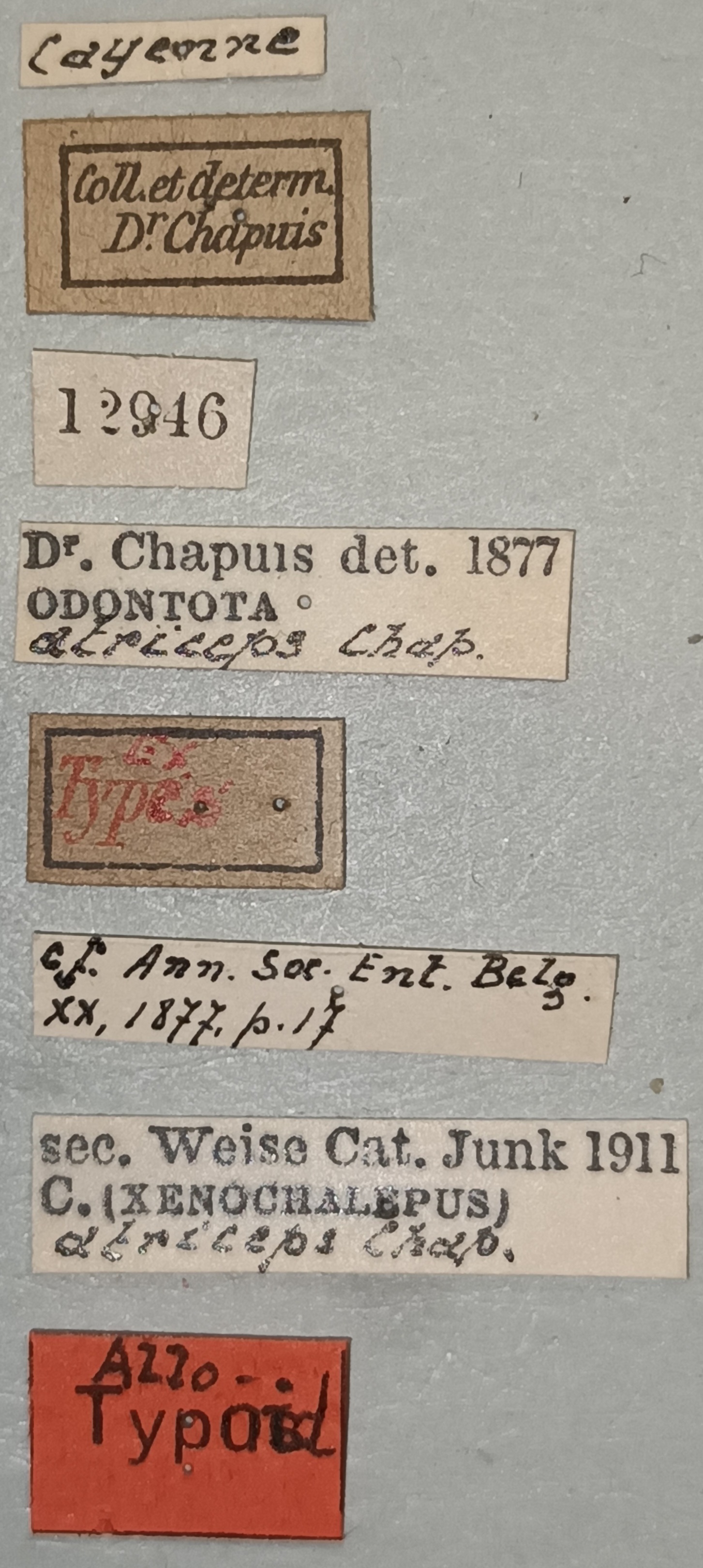 Xenochalepus atriceps Plt Labels.jpg