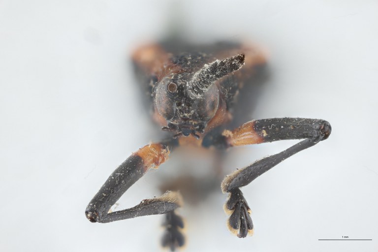 Xenochalepus atriceps Lt F.jpg