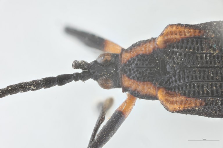 Xenochalepus atriceps Lt Head-Close-Up.jpg