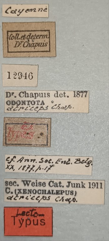 Xenochalepus atriceps Lt Labels.jpg