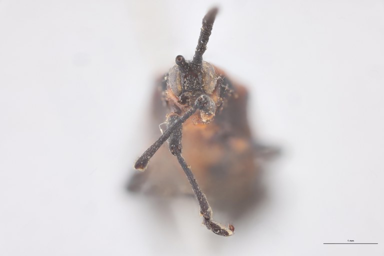 Xenochalepus bicostatus Ex-T F-V.jpg