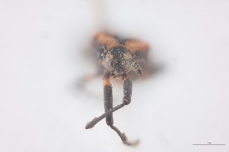 Xenochalepus bicostatus Ex-T F.jpg