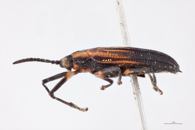 Xenochalepus bicostatus Ex-T L.jpg