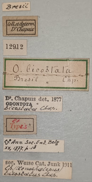 Xenochalepus bicostatus Ex-T Labels.jpg