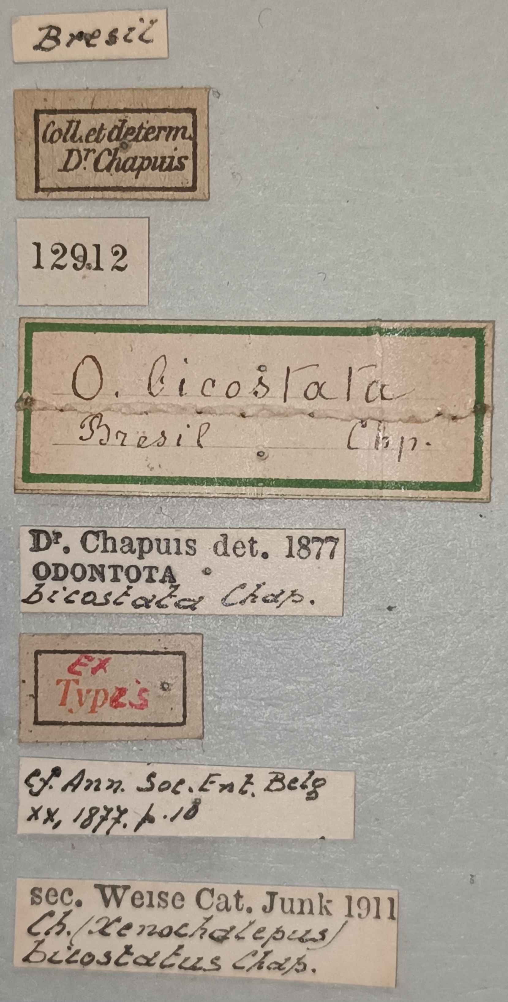 Xenochalepus bicostatus Ex-T Labels.jpg