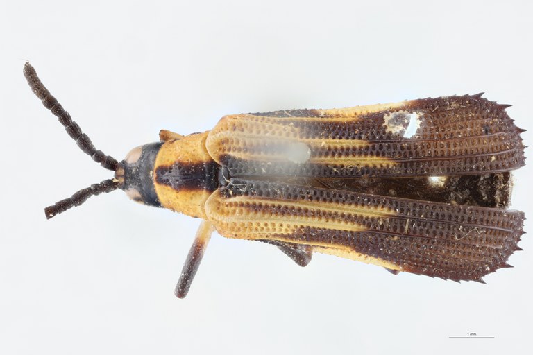 Xenochalepus cephalotus T D.jpg