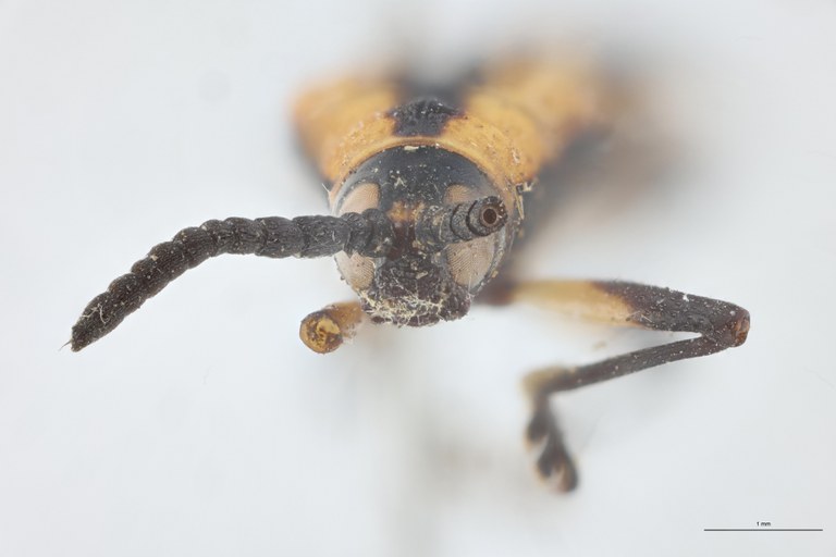 Xenochalepus cephalotus T F.jpg