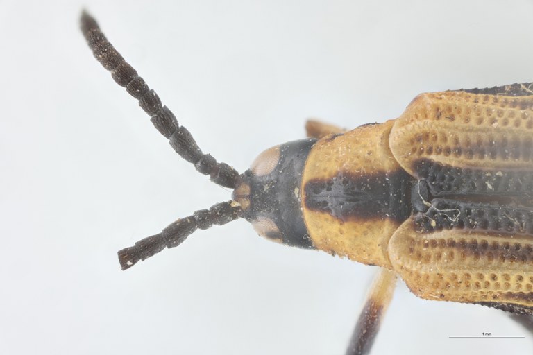 Xenochalepus cephalotus T Head-Close-Up.jpg