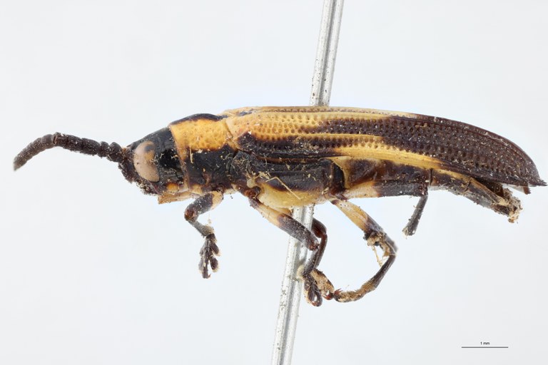 Xenochalepus cephalotus T L.jpg