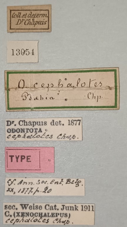 Xenochalepus cephalotus T Labels.jpg