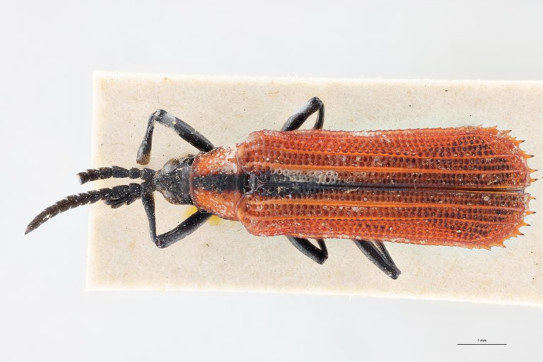 Xenochalepus chromaticus Ex-T D.jpg