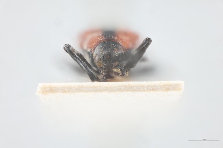 Xenochalepus chromaticus Ex-T F-V.jpg