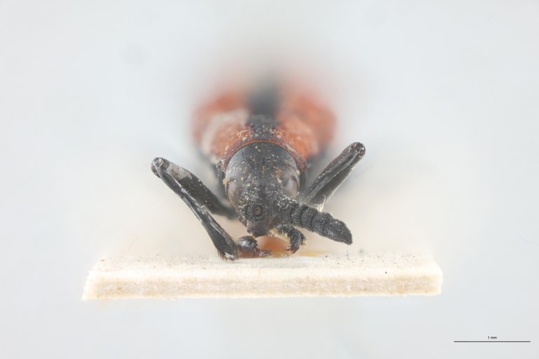 Xenochalepus chromaticus Ex-T F.jpg