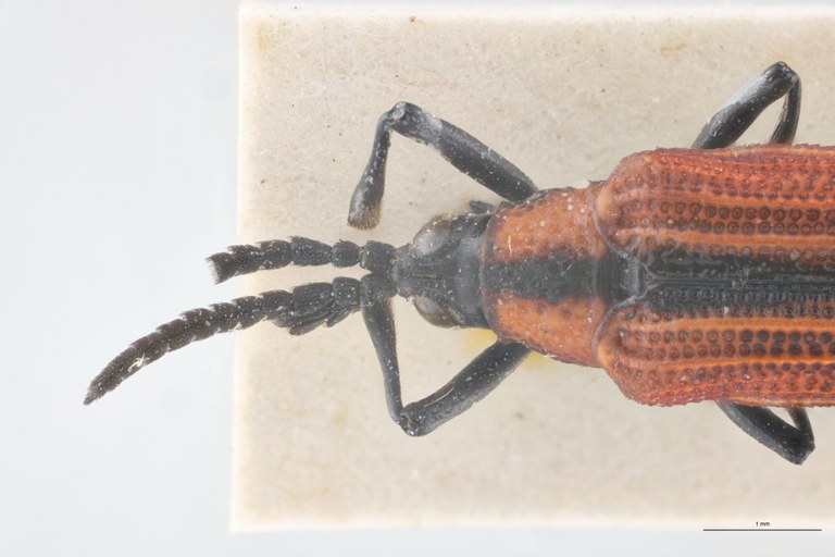 Xenochalepus chromaticus Ex-T Head-Close-Up.jpg