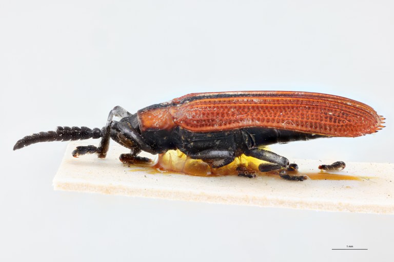 Xenochalepus chromaticus Ex-T L.jpg