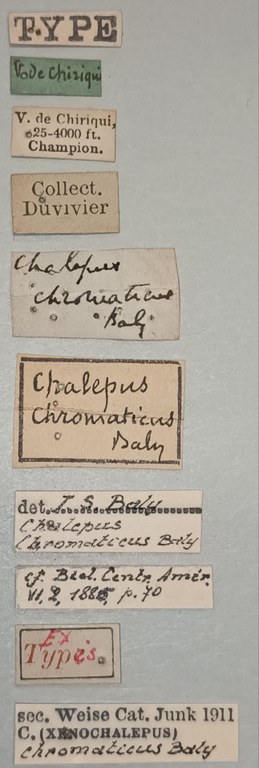 Xenochalepus chromaticus Ex-T Labels.jpg