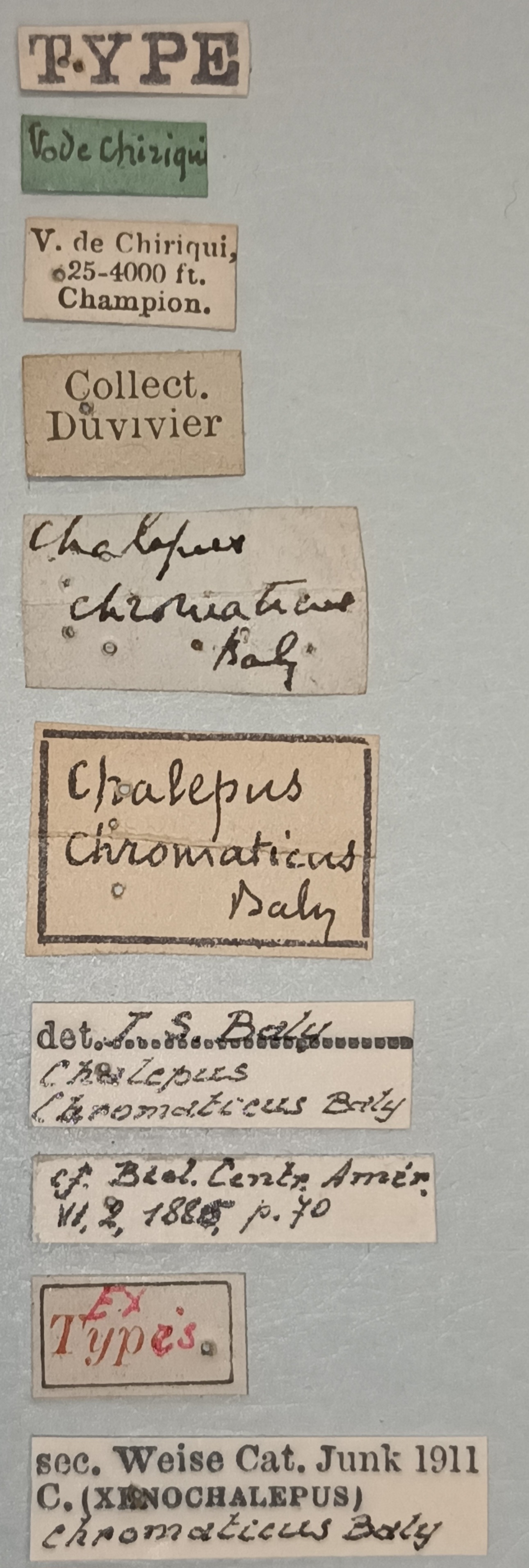 Xenochalepus chromaticus Ex-T Labels.jpg