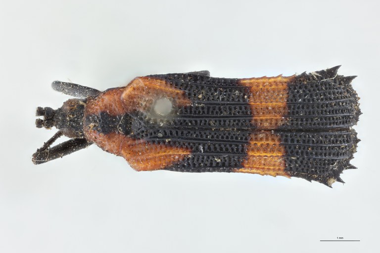 Xenochalepus dentatus lacordairei T D.jpg