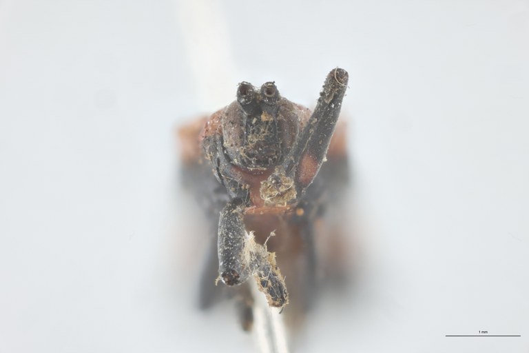 Xenochalepus dentatus lacordairei T F-V.jpg