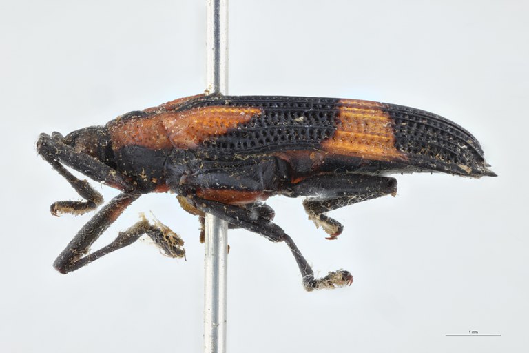 Xenochalepus dentatus lacordairei T L.jpg