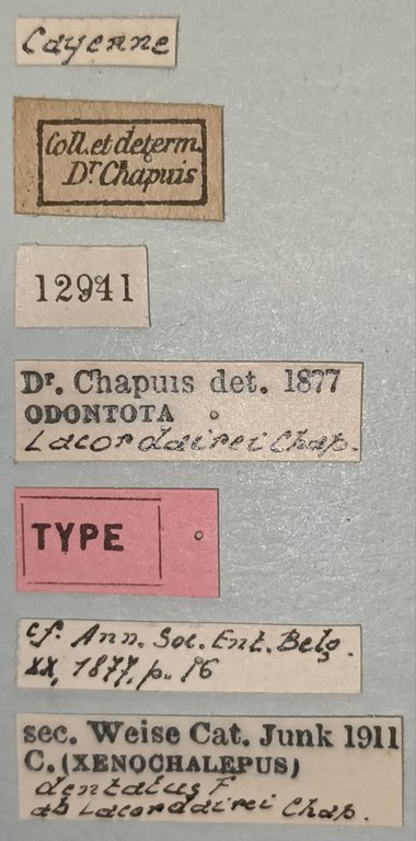 Xenochalepus dentatus lacordairei T Labels.jpg