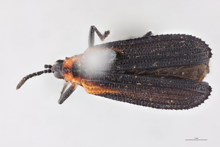 Xenochalepus deyrollei Ex-T D.jpg