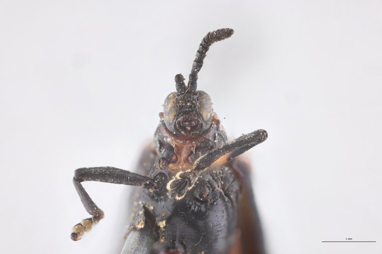 Xenochalepus deyrollei Ex-T F-V.jpg