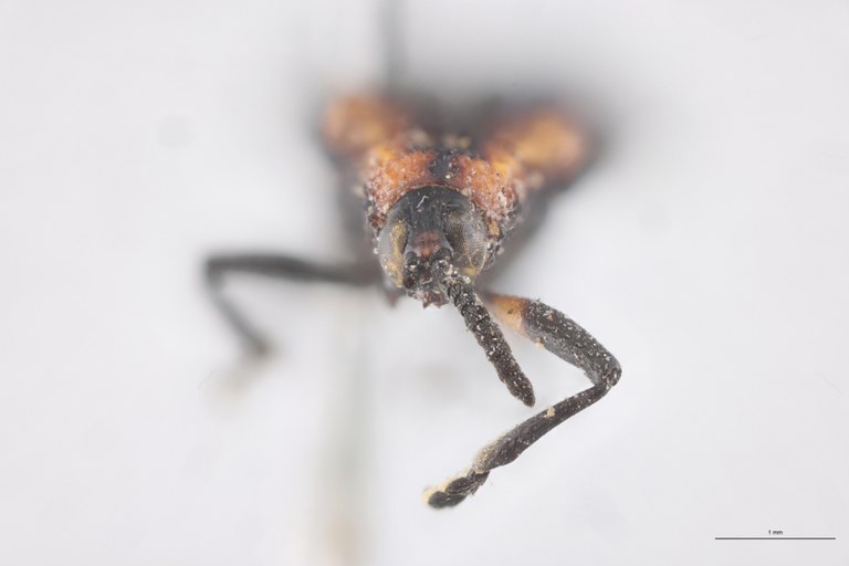 Xenochalepus deyrollei Ex-T F.jpg