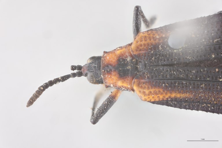 Xenochalepus deyrollei Ex-T Head-Close-Up.jpg